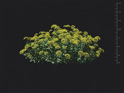 Yellow Flower Plant with Green Leaves and Growing Height Range from 50 to 150 cm 3d model