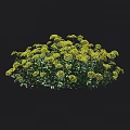 Yellow Flower Plant with Green Leaves and Growing Height Range from 50 to 150 cm