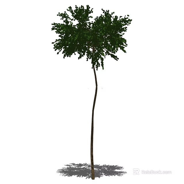 Tall Arbor Featuring Straight Trunk And Dense Lush Green Foliage 3d model 