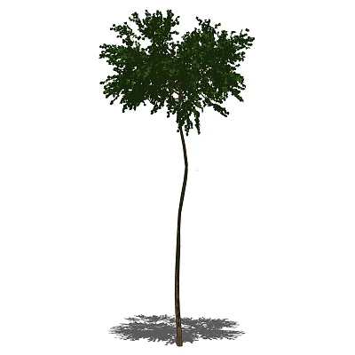 Tall Arbor Featuring Straight Trunk And Dense Lush Green Foliage 3d model