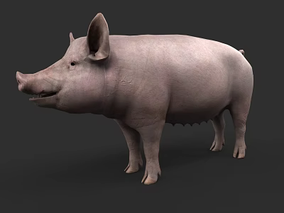 Realistic Light Gray Pig 3D Model In Standing Pose With Detailed Texture 3d model