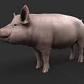 Realistic Light Gray Pig 3D Model In Standing Pose With Detailed Texture 3d model
