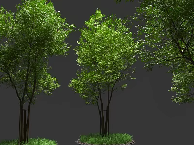 Lush Green Leafy Arbor Trees Growing With Fresh Grass On Ground 3d model