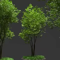 Lush Green Leafy Arbor Trees Growing With Fresh Grass On Ground 3d model