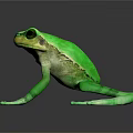 Vibrant Green Frog With Large Eyes And Webbed Toes On Black Background