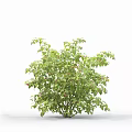 Lush Green Shrubs Arranged in Rows and Single Clumps with Wooden Support Stakes