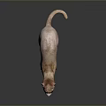 Realistic Ferret Light Brown And White Fur Standing On Dark Smooth Surface With Clear Reflection