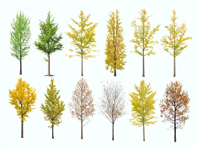 Arbor Trees Displaying Seasonal Foliage Colors From Green To Yellow And Red 3d model