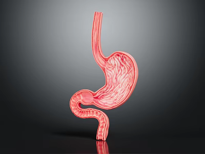 Detailed 3D Model of Human Stomach Showing Anatomical Structure And Internal Texture 3d model
