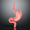 Detailed 3D Model of Human Stomach Showing Anatomical Structure And Internal Texture