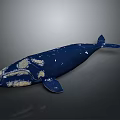 Deep Blue Whale With White Spots On Body Isolated On Dark Background