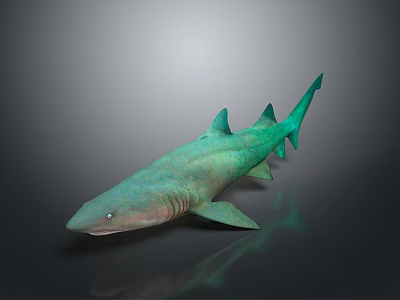 Turquoise Shark Aquatic Animal 3D Rendered With Smooth Surface And Grey Background Reflection 3d model