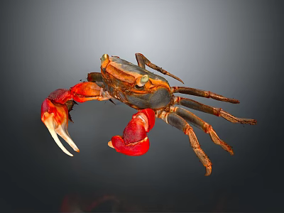 Vibrant Crab With Red Claws Brown Body And Yellow Eyes On Dark Background 3d model