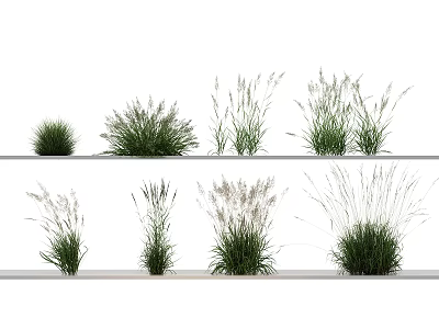 Various Ornamental Grass Varieties with Different Heights Arranged in Rows for Garden Decoration 3d model