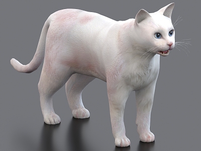 White Cat Pet Cat 3d model