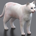 White Cat Cat Pet Cat 3d model