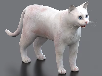 White Cat With Blue Eyes Standing On Dark Surface Showing Light Pink Patches 3d model