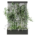 Climbing Vines Growing on Black Metal Trellis with Lush Green Foliage in Modern Planter Box