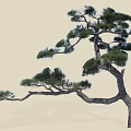 Pine Tree with Curved Branches Lush Green Needles and Elegant Shape Against Light Background
