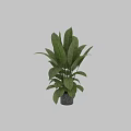 Elegant Green Leafy Plants in Black Marble Vase for Home Decoration
