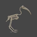 Close Up View Of Bird Skeleton With Long Beak And Vertebrae Structure