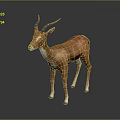 Brown Antelope with Long Curved Horns Standing on Gray Background with Reflection