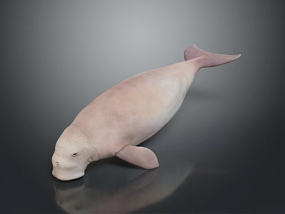 Pink Dugong as Aquatic Animal on a Dark Background with Reflective Surface 3d model