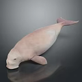 Pink Dugong as Aquatic Animal on a Dark Background with Reflective Surface