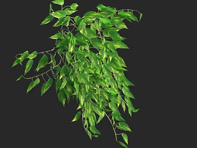 Green Vine Plant With Lush Hanging Leaves For Natural Greenery Decoration 3d model
