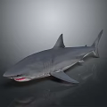 Realistic Gray Shark With Open Mouth And Fins On Smooth Background
