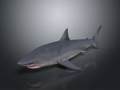 Realistic Gray Shark With Open Mouth And Fins On Smooth Background 3d model