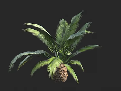 Lush Palm Arbor With Green Fronds And Textured Trunk Against Dark Backdrop 3d model