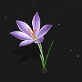 Purple Crocus Flower With Green Stem On Black Background And Golden Sparkles