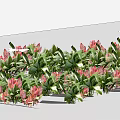 Pink Flowers With Green Leaves In Beautiful Fresh Outdoor Garden Decorative Arrangement