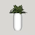 Lush Green Bonsai Potted Plant In White Ceramic Cylinder Vase For Indoor Decor
