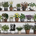 Various Colorful Potted Plants on Wooden Shelves for Indoor Decoration