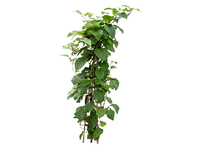 Climbing Vine with Lush Green Leaves and Twining Stems for Garden Decoration 3d model
