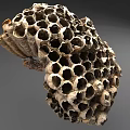 Detailed Natural Honeycomb Structure With Intricate Hexagonal Cells And Textured Surface