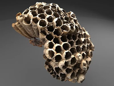 Detailed Natural Honeycomb Structure With Intricate Hexagonal Cells And Textured Surface 3d model