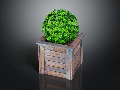 Vibrant Green Round Plant Planted In Wooden Box Planter With Lush Leaves 3d model
