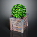 Vibrant Green Round Plant Planted In Wooden Box Planter With Lush Leaves