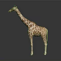 Realistic Giraffe Model With Brown Spots And Long Neck Standing On Gray Background