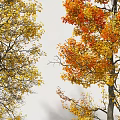 Three Deciduous Trees with Vibrant Autumn Foliage in Red Yellow Orange and Natural Shadows