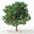Garden Accent Vibrant Orange Tree Bearing Ripe Fruits And Lush Green Leaves