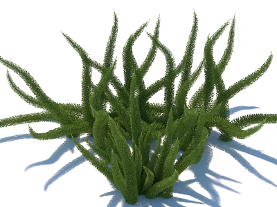 Green Herbaceous Plants with Slender Leaves in Clumping Growth and Natural Shadow 3d model