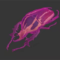 Colorful Beetle With Purple Blue Yellow Red Stripes And Large Horn Against Dark Background