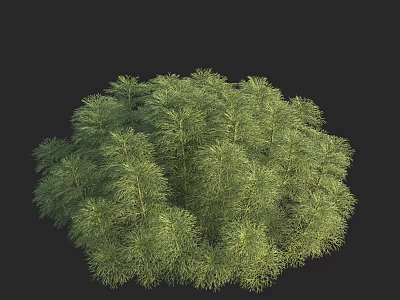 Lush Aquatic Plants With Feathery Green Leaves In Round Clump Growth 3d model