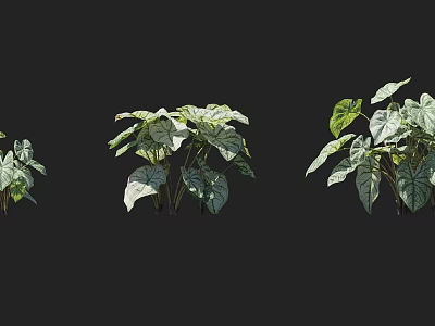 Three Different Shaped Shrubs With Green And White Variegated Leaves On Black Background 3d model
