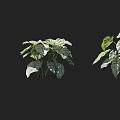 Three Different Shaped Shrubs With Green And White Variegated Leaves On Black Background
