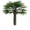 Tall Palm Tree With Textured Trunk And Lush Green Fronds In Natural Environment